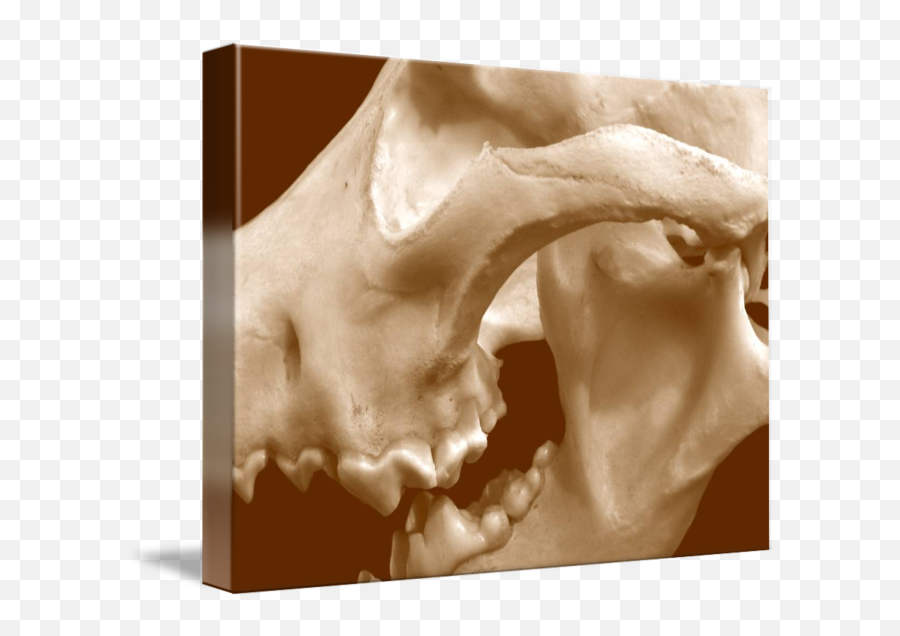 Wolf Skull - Canine Tooth Png,Wolf Skull Png