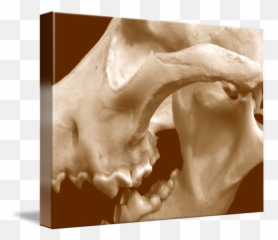 Wolf Skull - Canine Tooth Png,Wolf Skull Png