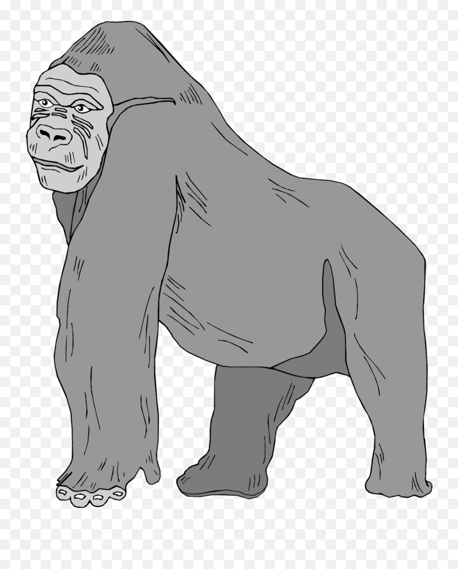 958 X 1148 22 0 - Black Gorilla Face Art Png,Transparent Harambe
