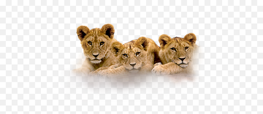 Clip Art Graphics - Lion Cubs Png,Cubs Png