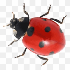 Lady Bugs Png Hd Pictures - Vhvrs Many Legs Does A Ladybug Have,Bugs Png