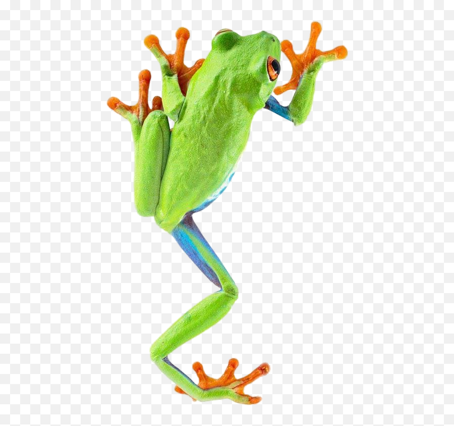 Frog Png Transparent Images All - Tree Frog Png,Transparent Frog