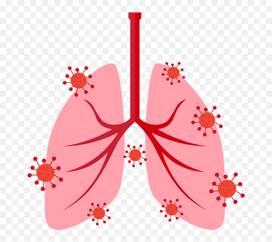Free Photo Organ Breath Lungs - Lungs Virus Png,Cute Lung Icon
