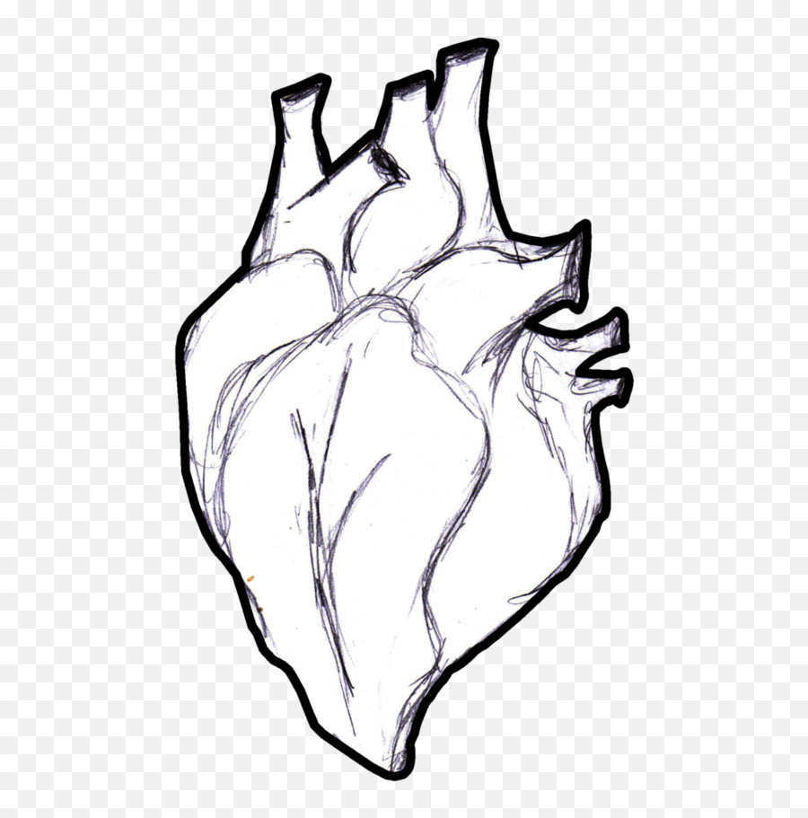 Heart Anatomy Coloring Book Human Body - Real Life Heart Drawing Png,Anatomical Heart Png