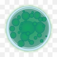 Algae Transparent Png Image - Circle,Algae Png