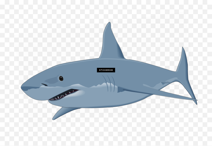 Shark Sharks Transparent Png Image - White Great Shark Clipart,Sharks Png