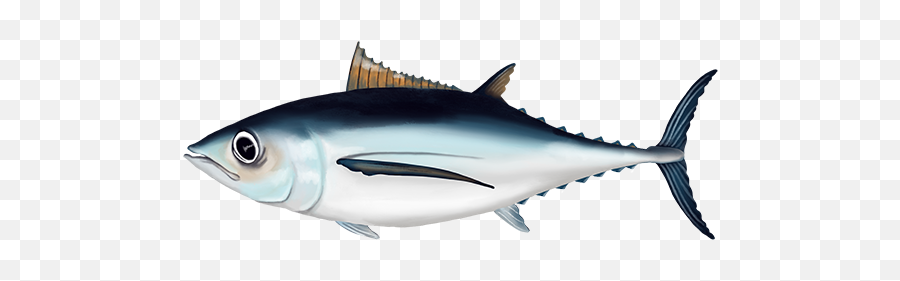 Hawaii Fish Reports - Albacore Fish Png,Tuna Icon