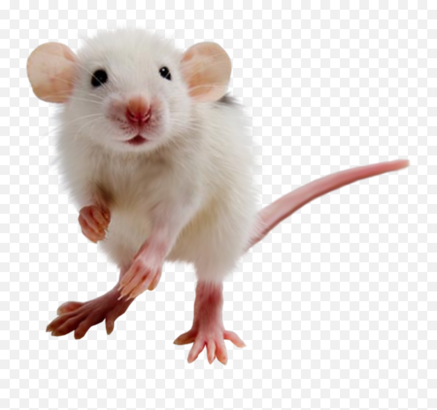 Mouse Png Cursor Computer Clipart Download - Transparent Background Hamster Clipart,Mouse Png