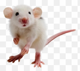 Mouse Png Cursor Computer Clipart Download - Transparent Background Hamster Clipart,Mouse Png