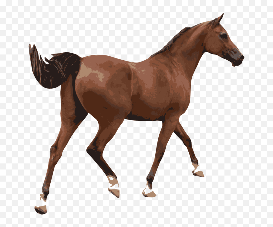 Foalmarehorse Png Clipart - Royalty Free Svg Png Male Horse,Free Horse Icon
