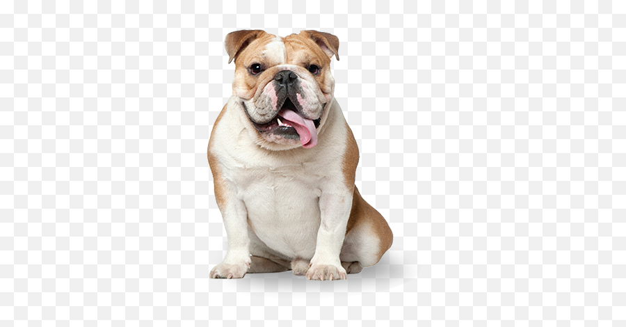 Download Bulldog - Pet Rescue By Judy Full Size Png Image More Dogs Than Cats,Bulldog Transparent Background