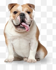 Download Bulldog - Pet Rescue By Judy Full Size Png Image More Dogs Than Cats,Bulldog Transparent Background