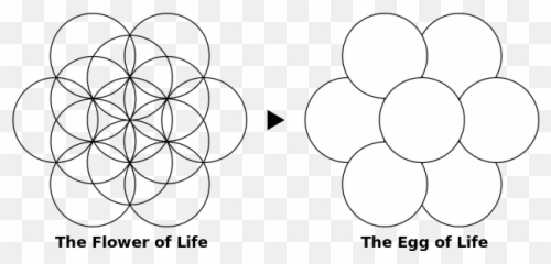 D3 Flower Of Life - Flower Egg Of Life Png,Flower Of Life Png