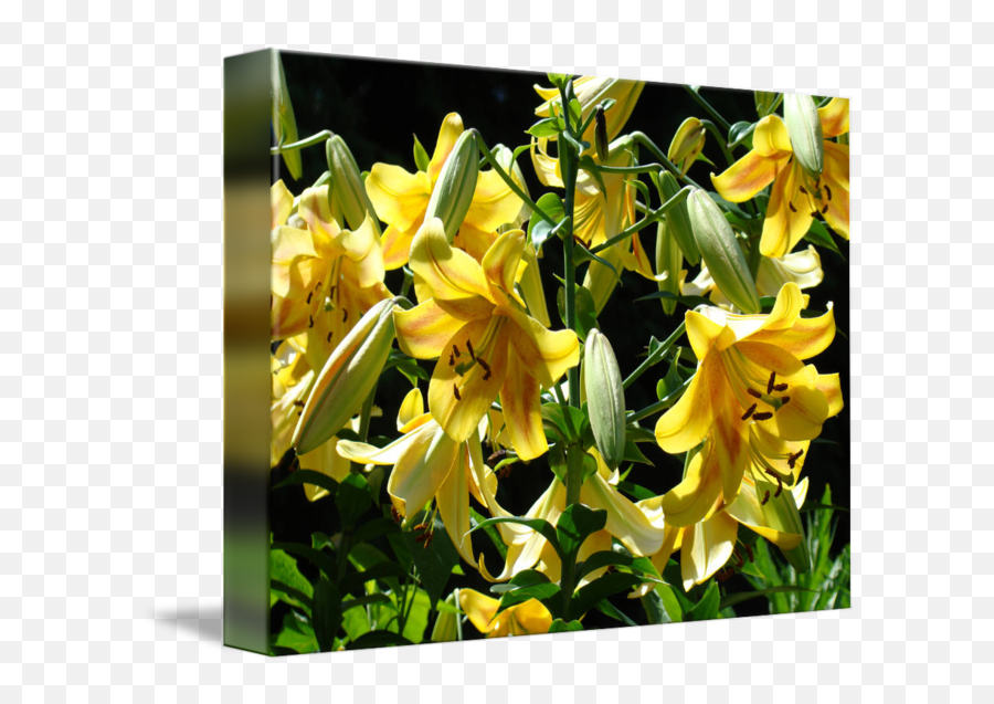 Download Lilies Yellow Lily Art Prints Floral Basle - Lily Lily Flower Png,Lilies Png