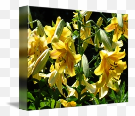 Download Lilies Yellow Lily Art Prints Floral Basle - Flower png