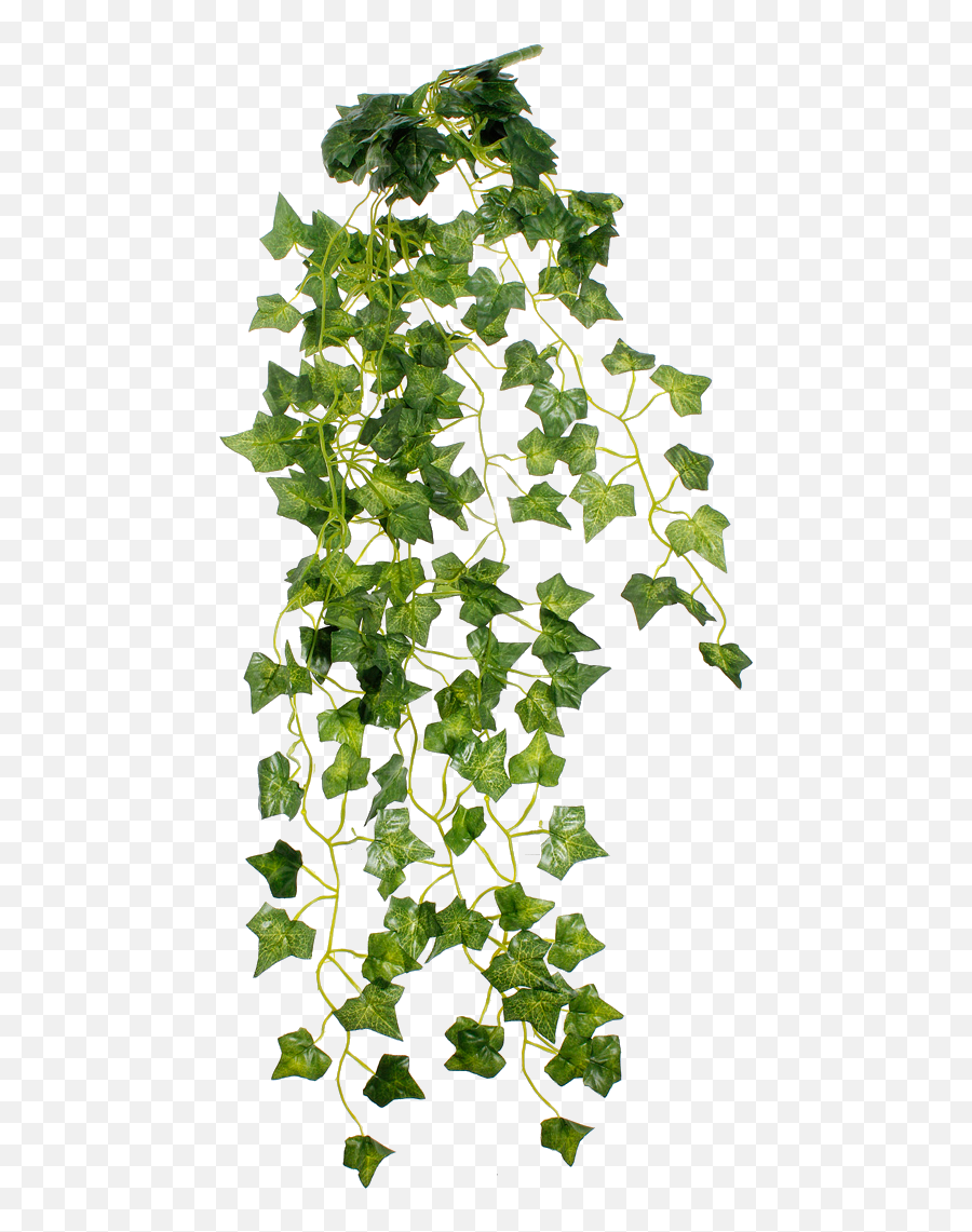 Vines Clipart Arch Transparent Free For Download - Vines Plant Png,Transparent Vine