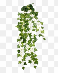 Vines Clipart Arch Transparent Free For Download - Plant Png