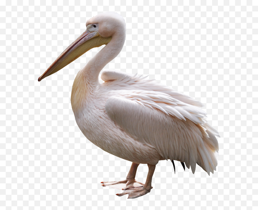 Pelican Png - Pelican Png Transparent,Pelican Png