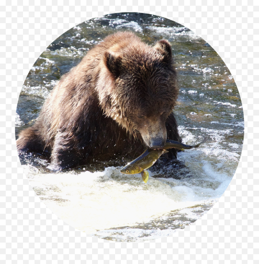 Grizzly Bear Transparent Png Image - Grizzly Bear,Grizzly Bear Png