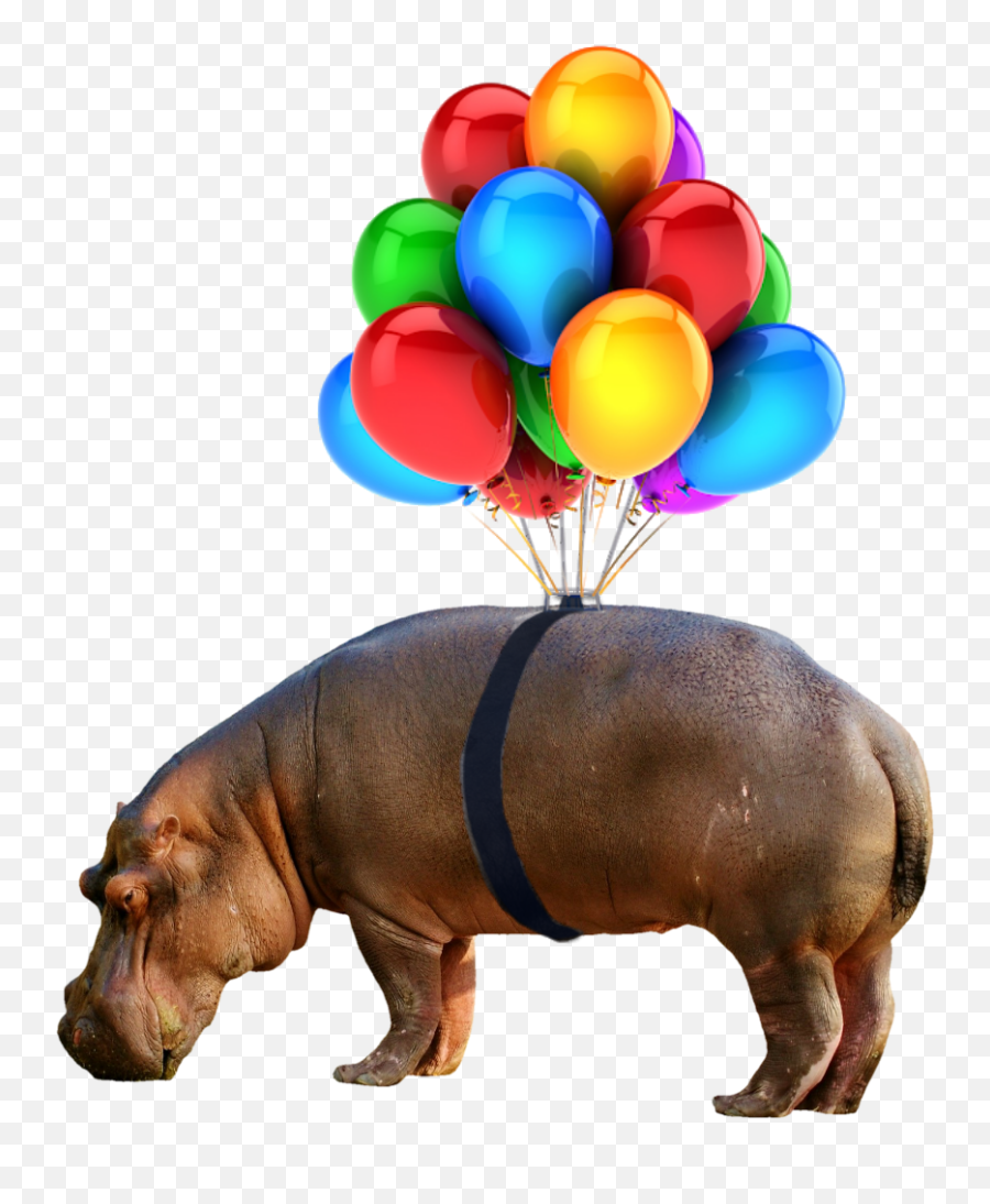 Download Hippo Nobackground Png Balloon - Balloons No Balloon Bunch Png,Balloons Background Png