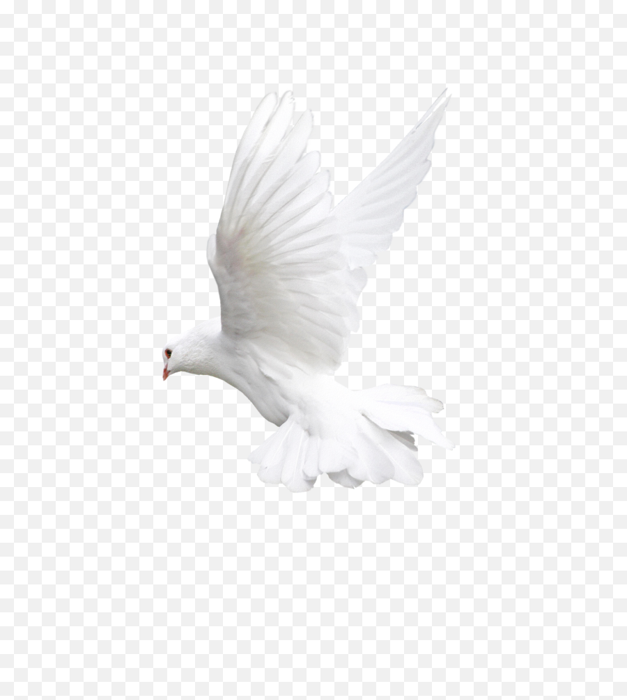 Dove Bird Png Transparent Group - Ecmaiou003c,Fire Eyes Png