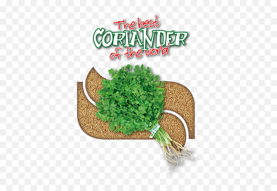 Coriander Seed - Coriander Png,Cilantro Png
