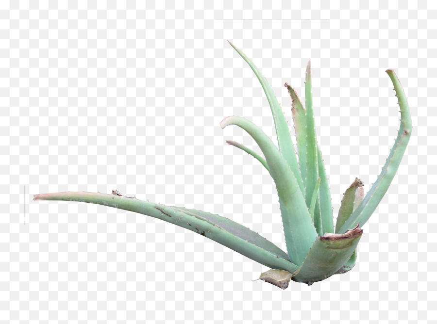 High Qualityflora Png Textures - Aloë Vera Png High Aloes,Aloe Png
