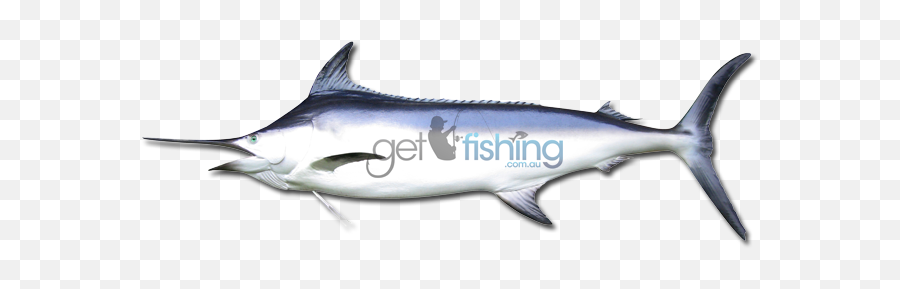 Download Black Marlin - Swordfish Full Size Png Image Pngkit Pacific Sturgeon,Swordfish Png