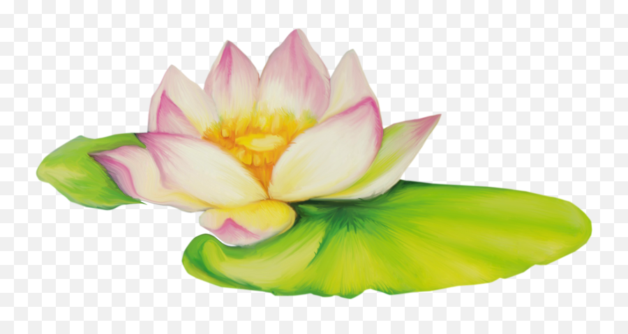 Lotus Flower Png - Nelumbo Nucifera Flor De Dibujo Clip Art Flores De Loto Png,Lotus Flower Png