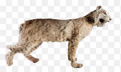 Full Body Bobcat Damaged Hind Foot U2014 1 9 2 4 U S - Squitten Png,Bobcat Png