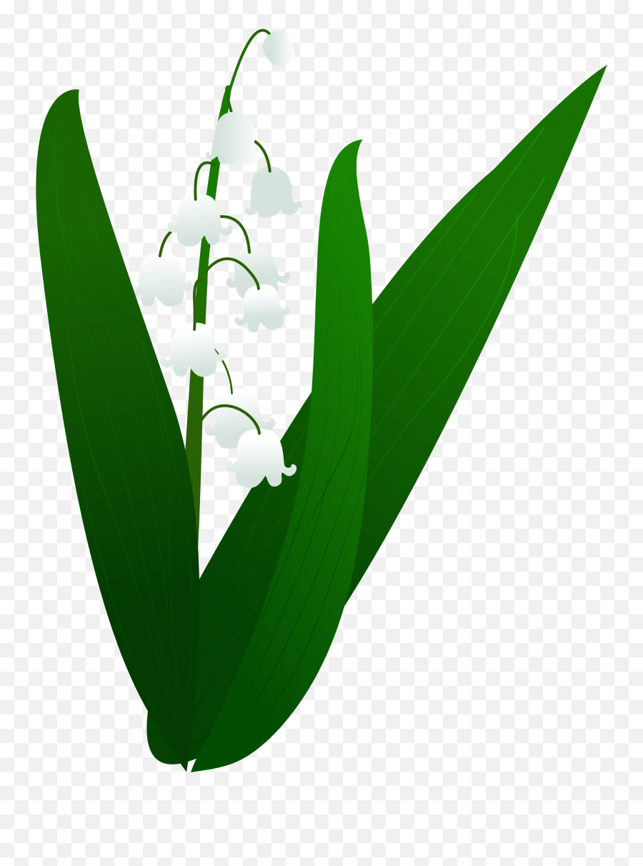 Lily Valley Plant Illustration Png And Vector Image - Mlp Plant Vector,Lily Of The Valley Png