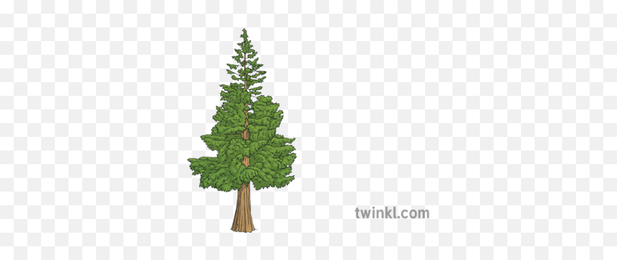 Western Red Cedar Tree Science Ks2 Illustration - Twinkl Christmas Tree Png,Cedar Tree Png