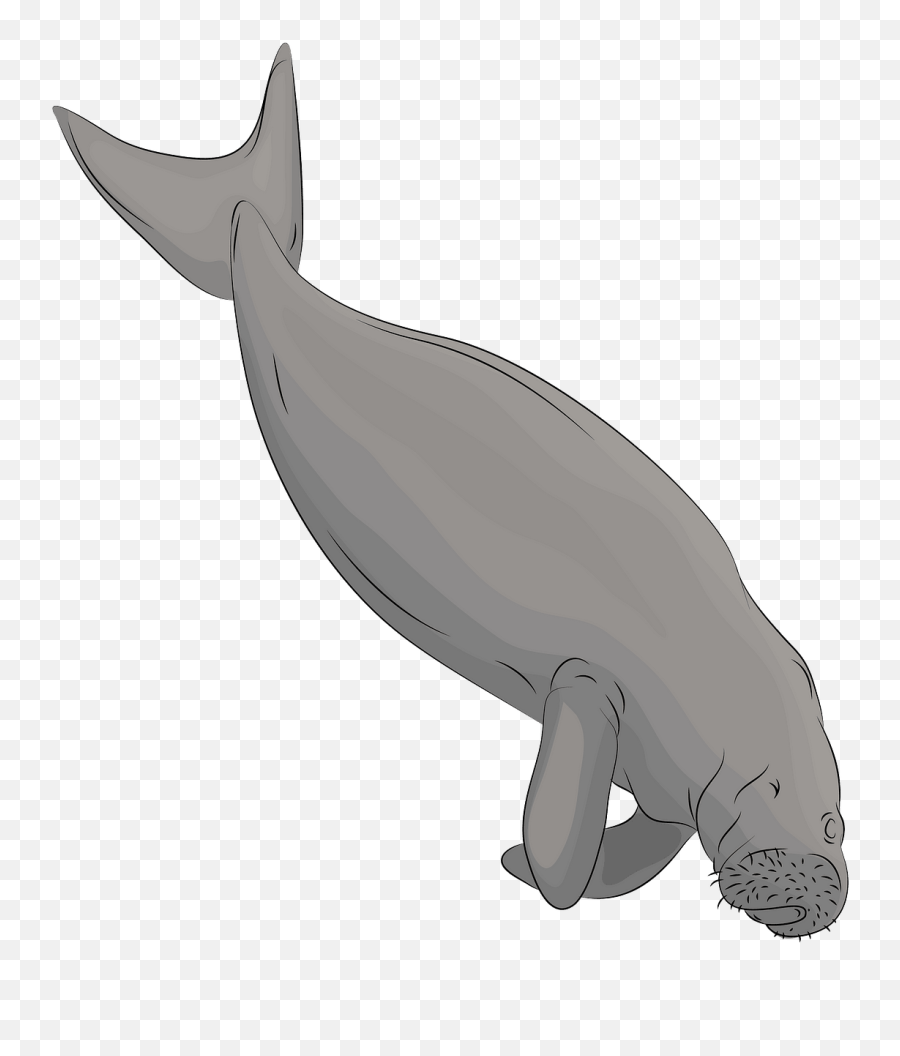 Library Of Dugong Png Freeuse Files Clipart Art 2019 - Dugong Clipart,Manatee Png