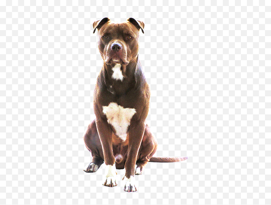Cane Seduto Png - Pit Bull Terrier Png,Pitbull Png