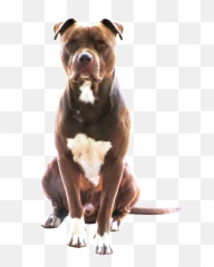Cane Seduto Png - Pit Bull Terrier Png,Pitbull Png