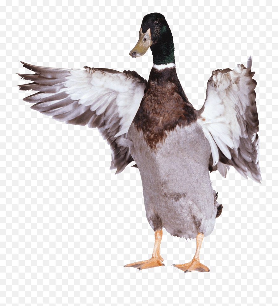Download Duck Png Image Hq - Duck With Wings Out,Ducks Png