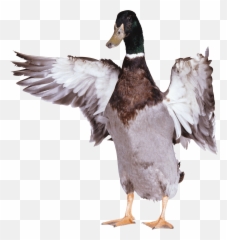Download Duck Png Image Hq - Duck With Wings Out,Ducks Png