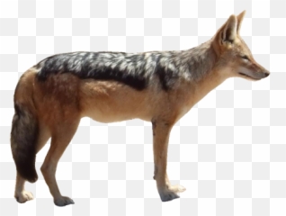 Jackal Png Hd Pic Transparent Image - Jackal Png,Jackal Png