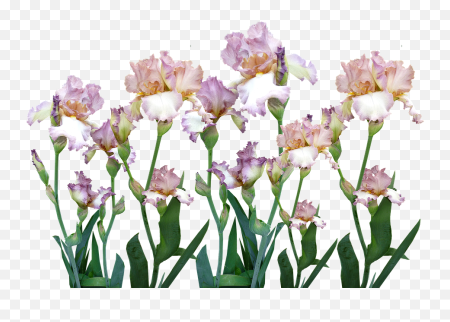 Iris Garden Flowers - Free Photo On Pixabay Iris Png,Garden Flowers Png