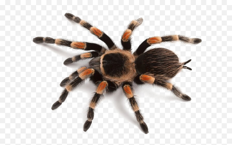 Spider - Png Images Of Spider,Tarantula Png