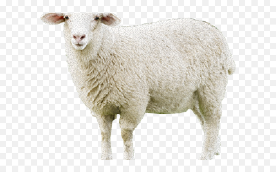 Download Sheep Png Transparent Images - Portable Network Graphics,Sheep Transparent