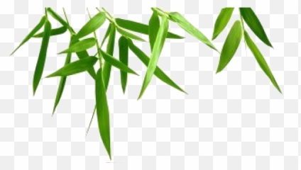 Bamboo Leaf Transparent Background 057 - Leaves Png