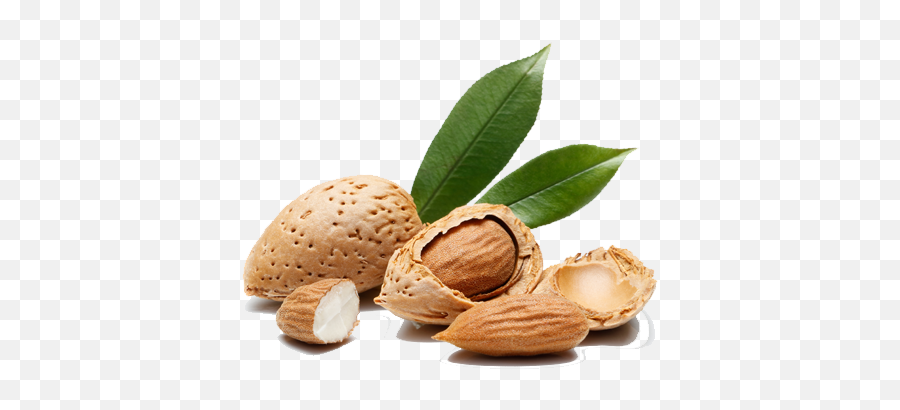 Almond Tree - Almonds Tree Png Root,Almond Png