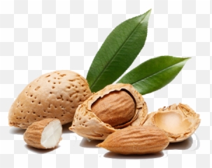 Almond Tree - Almonds Tree Png Root,Almond Png