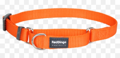 Classic Martingale Dog Collar Png