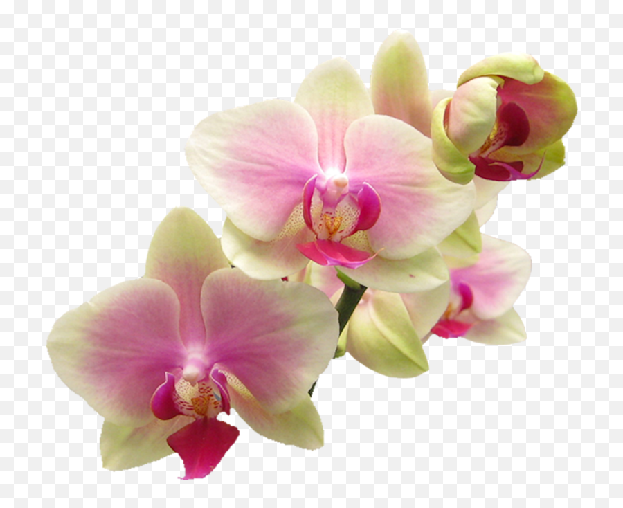 Orchid Png - Lukisan Cat Air Bunga Anggrek,Orchid Png