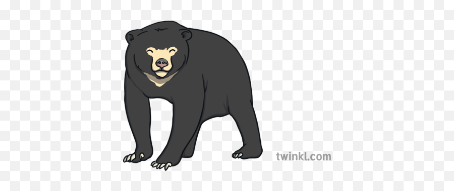 Sun Bear Animal Bears Animals Ks1 - American Black Bear Png,Bears Png