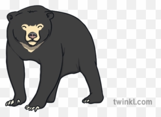 Sun Bear Animal Bears Animals Ks1 - American Black png