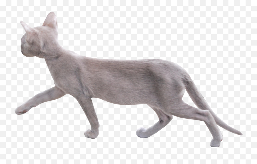 Cat Png Image With Transparent Background Arts - Transparent Background Cat Walking Png,Transparent Cat