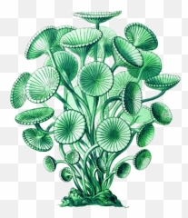 Alga Algae Marine - Blue Green Algae Drawing Png,Algae Png